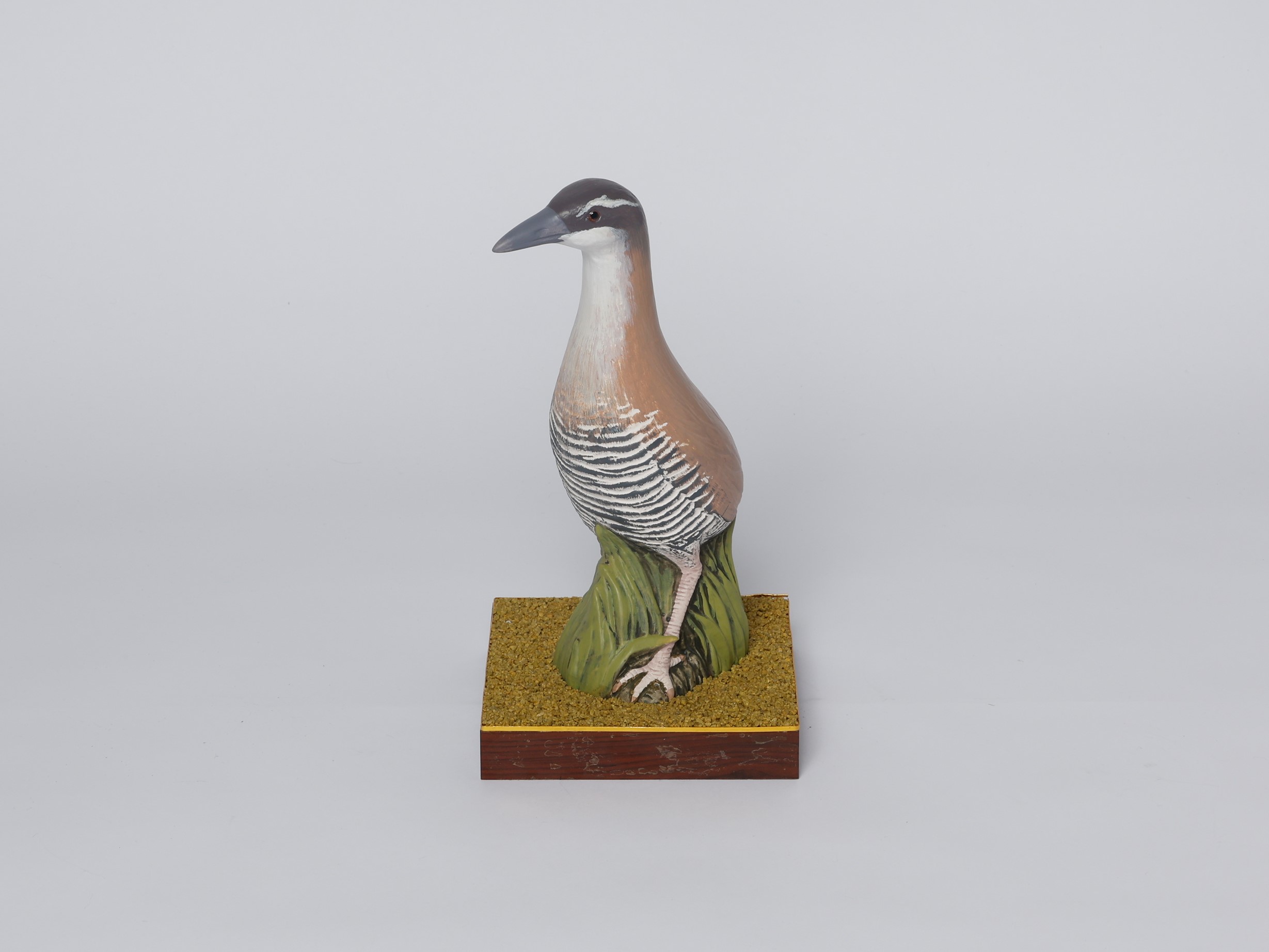 可可鳥-圖片